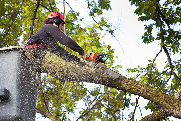 How Our Tree Care Process Works  in  Lewisville, WA